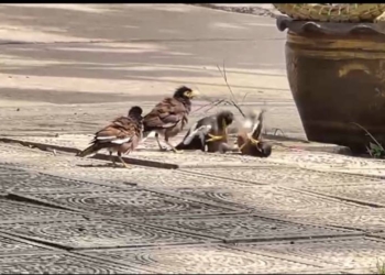 ระยอง นกตีกันพระร้องเพลงสอน คติธรรม