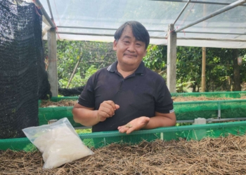 หมวกเห็ดยาโด๊ปชั้นดี