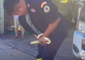 งองูงับไข่กู้ภัย