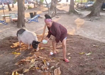 ระยอง หมูบราวนี่เลี้ยงไว้มีแต่โชค