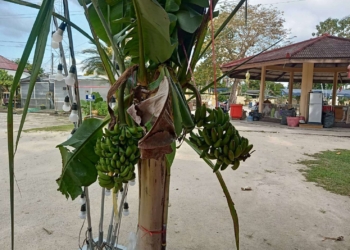 แปลกจริงกล้วย 2 เครือ