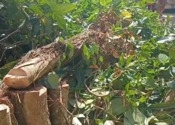 หวิดดับหมากล้มทับ