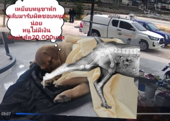 กลับมารับผิดชอบหนูหน่อย เหยียบหนูขาหักเลย