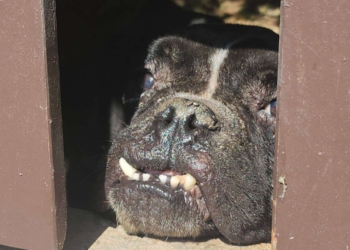 รุดช่วยหมาหลังชาวบ้านร้องเรียนหมาโดนขังอดข้่วอดน้ำ