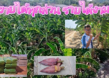 ระยอง กล้วยพืชเศรษฐกิจขายได้ทั้งต้น