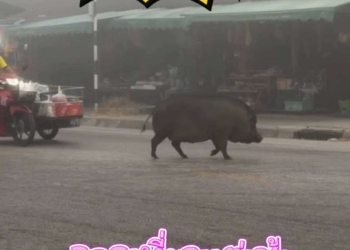 ระยอง อู๊ดอี๊ดตามหาคู่