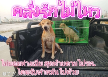 ระยอง รักเมียสุดชีวิตจนโดนตอน