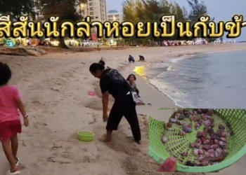ระยอง สีสันนักล่าหอยผู้สูงวัยเป็นกับข้าว