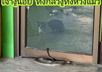 คิดจะกินแมว ฝันไปก่อน เจ้างูน้อย ทั้งกลัวทั้งห่วงแมว