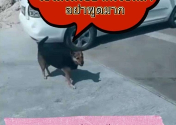 ตามหมาต้องเงียบเหมือนถูกเรียกค่าไถ่