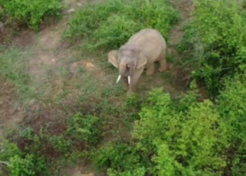 ช่วยด้วยช้างติดเกาะแรมปี