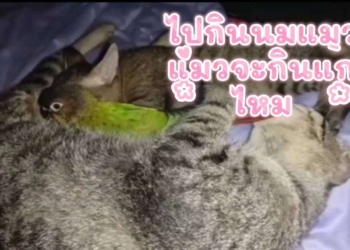 นกกินนมแมวแมวจะกินนกไหม