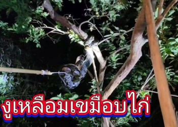 ระยอง งูเหลือมเลื้อยเขมือบไก่ยามดึก