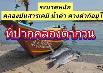 ระยอง คางดำไม่หวั่นคลองปนสารก็อยู่ได้