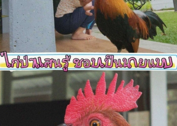 ระยอง ไก่ป่าโชว์หล่อเป็นนายแบบ