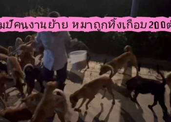 เศร้าหมาอุตสาหกรรมถูกทิ้ง200ตัว