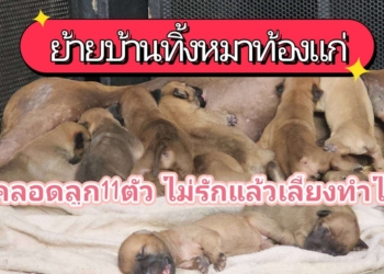 ระยอง แม่ลูกอ่อนถูกทิ้งกู้ภัยทาสสุนัขรับไว้