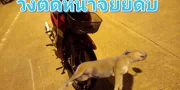 ระยอง หมาตัดหน้าจยยชนดับ