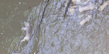 ระยอง ชาวบ้านผวาหมูติดเชื้อทิ้งฝายน้ำ