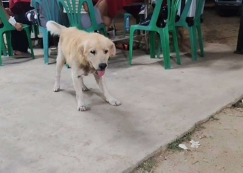 ระยอง FCแสนรู้ของพี่ป้าง