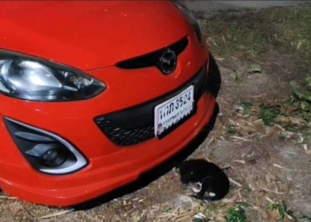 ระยอง ตูบน้อยมาให้โชค