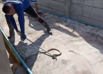 ระยอง สงสัยงูปริศนาจะให้โชค