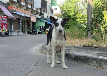 ระยอง หมั่นไส้ความรักจนได้ชื่อ