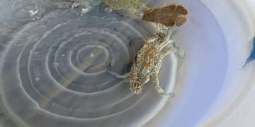 ระยอง ตามหาปูม้าที่หายไป