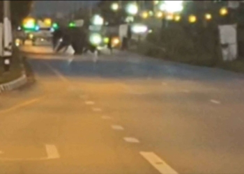 ปิดถนนให้ช้างข้าม