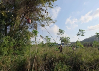 ระยอง ฤดูกาล แหย่ไข่มดแดง