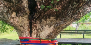 ระยอง ก้ามปูยักษ์เจอสายมูเกาหลี