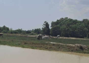 ระยอง ​ปิดเทอมชวนกันดูวัวเล่น น้ำดับ