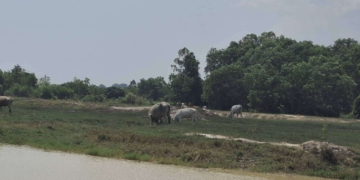 ระยอง ​ปิดเทอมชวนกันดูวัวเล่น น้ำดับ