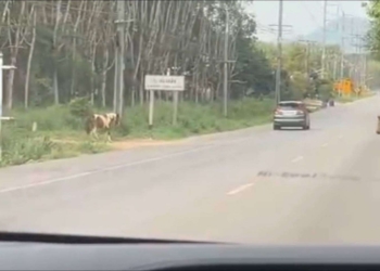 ระยอง ม้าหลุดวิ่งวุ่นถนนสุขุมวิทระทึก