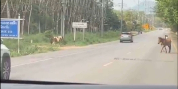 ระยอง ม้าหลุดวิ่งวุ่นถนนสุขุมวิทระทึก
