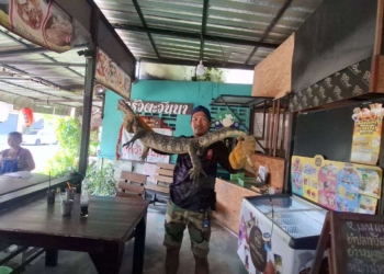 ระยอง เห้เข้ามากินแมวส่องเลขเด็ด