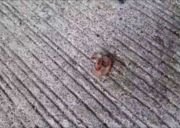 ระยอง พ่วงข้างชนมอไซค์ตามหานิ้วขาด