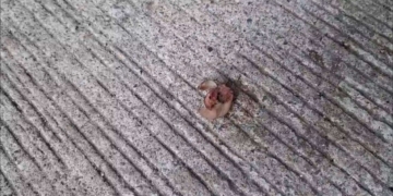 ระยอง พ่วงข้างชนมอไซค์ตามหานิ้วขาด