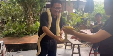 ระยอง กินแฟเล่นงูที่ระยอง​