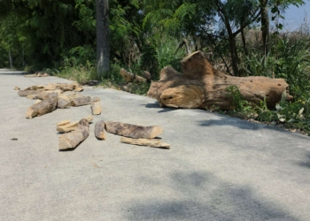 ​ ระยอง สยองนโยบายฟืนแทนแก๊ส