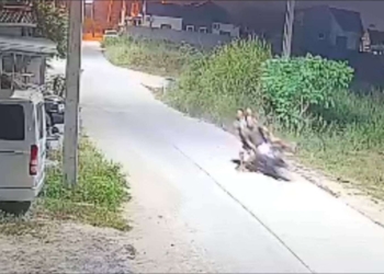 ระยอง หมาคู่ป่วนไล่เมียนมาคว่ำสาม