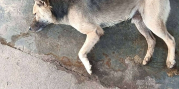 ระยอง ใจอำมหิตเบื่อหมาดับ