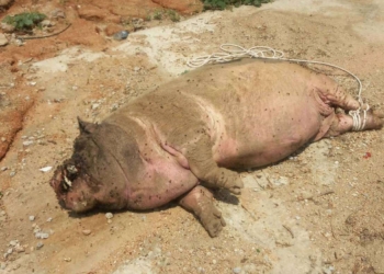 ระยอง เสียงบึ้มจีนทำหมูตับแตก