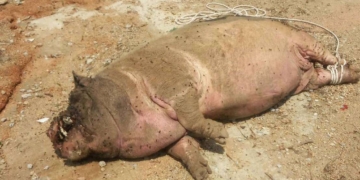ระยอง เสียงบึ้มจีนทำหมูตับแตก