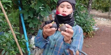 ระยอง มังคุดไทยวอนช่วยที