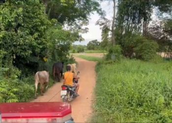 ระยอง ​ เลี้ยงไม่เสียแรงวัวช่วยเจ้าของหนี