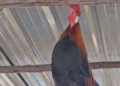 ระยอง มารวยไก่แสนรู้ช่วยขายปลา