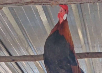 ระยอง มารวยไก่แสนรู้ช่วยขายปลา