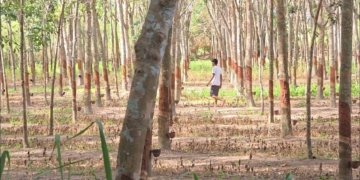 ระยอง เมียนมาหนีวุ่น ตม บุก